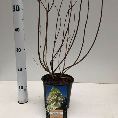 Hydrangea paniculata 'Polar Bear'