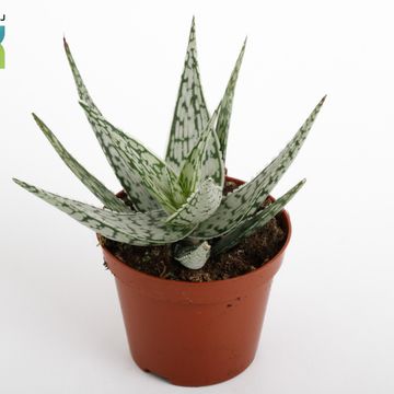 Aloe rauhii 'Snowflake'