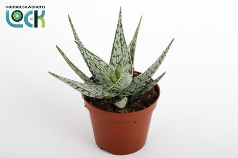 Aloe rauhii 'Snowflake'