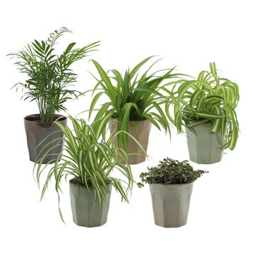 Rośliny doniczkowe﻿ MIX