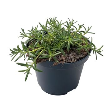 Rosmarinus officinalis 'Prostratus'