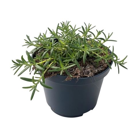 Rosmarinus officinalis 'Prostratus'