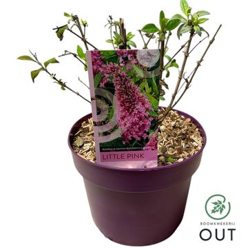 Buddleja davidii BUTTERFLY CANDY LITTLE PINK