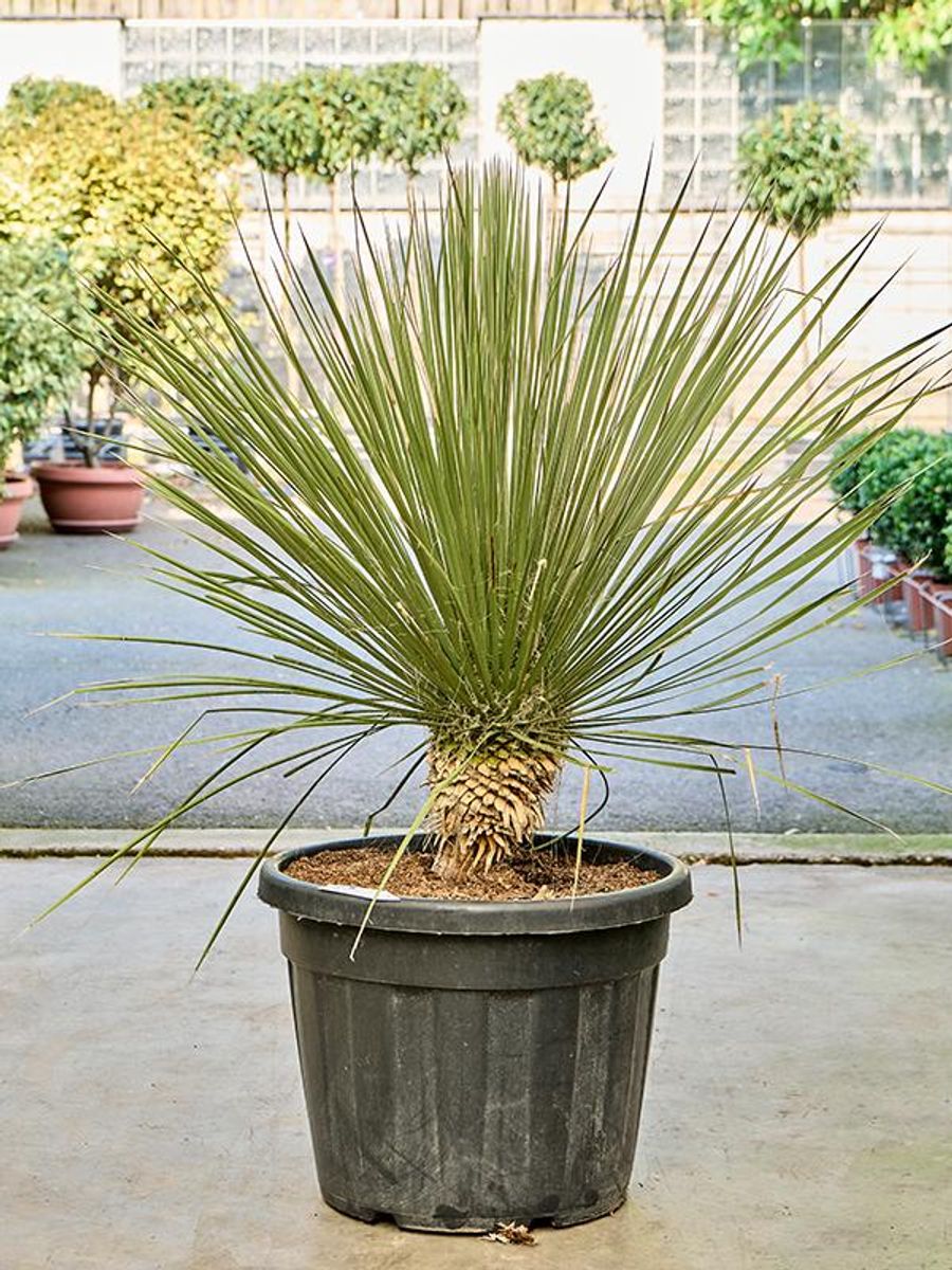 大特価奉仕品‼️Yucca Elata 地植え株 強 耐熱 耐寒 プロフ必読！⑳ 大