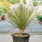 Yucca elata