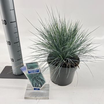 Festuca glauca 'Elijah Blue'