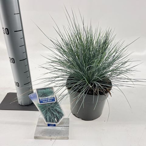 Festuca glauca 'Elijah Blue'
