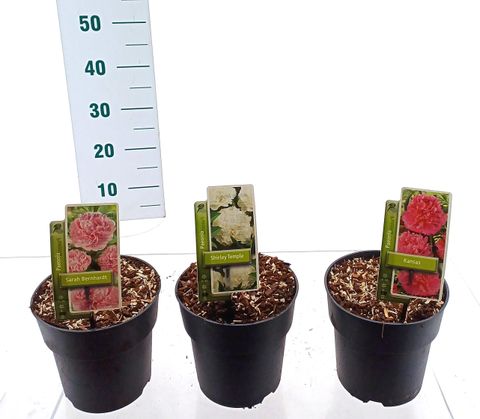 Paeonia LACTIFLORA MIX