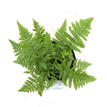 Dryopteris remota