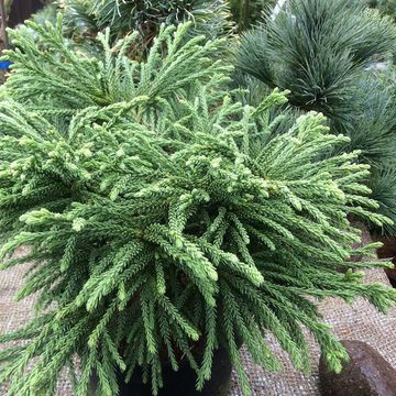 Cryptomeria japonica 'Little Sonja'