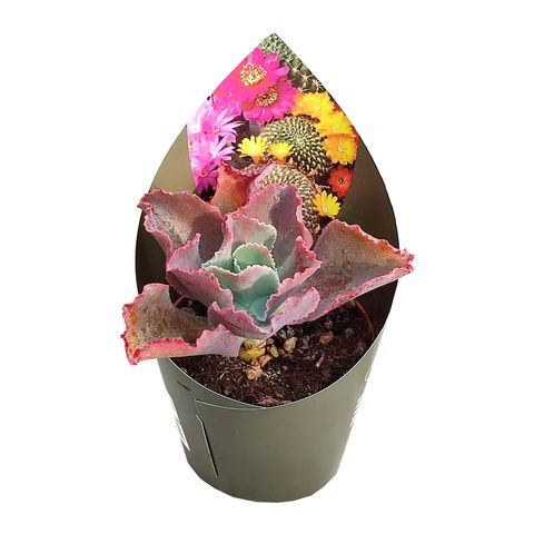 Echeveria gibbiflora 'Bittersweet'