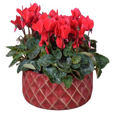 Cyclamen persicum SUPER SERIE S ALLURE MIX