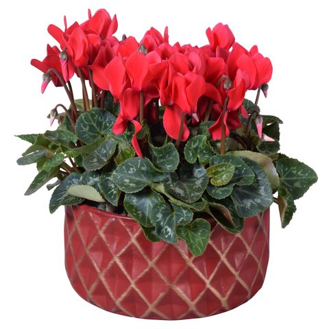 Cyclamen persicum SUPER SERIE S ALLURE MIX