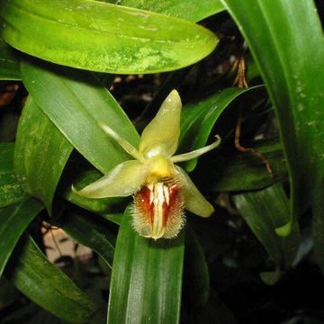 Coelogyne fimbriata