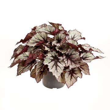 Begonia BELEAF NORDIC GLACIER