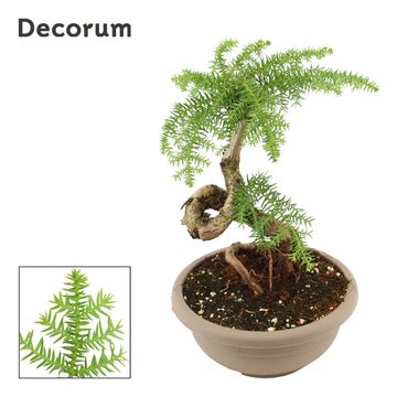 Araucaria bidwillii