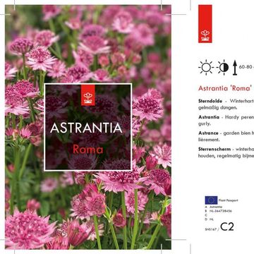 Astrantia major 'Roma'