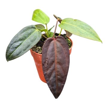 Anthurium DocBlock Anthurium Dark & Handsome® '9' X Dark & Handsome® '9'