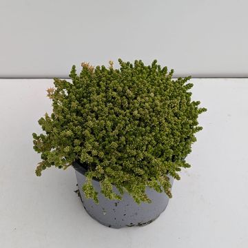 Sedum acre 'Aureum'