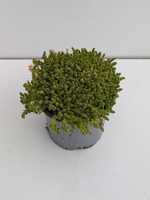 Sedum acre 'Aureum'