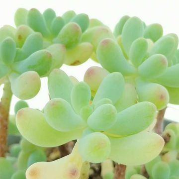 Sedum pachyphyllum