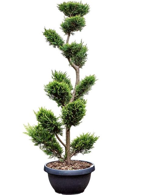 x Cupressocyparis leylandii 'Castlewellan Gold'