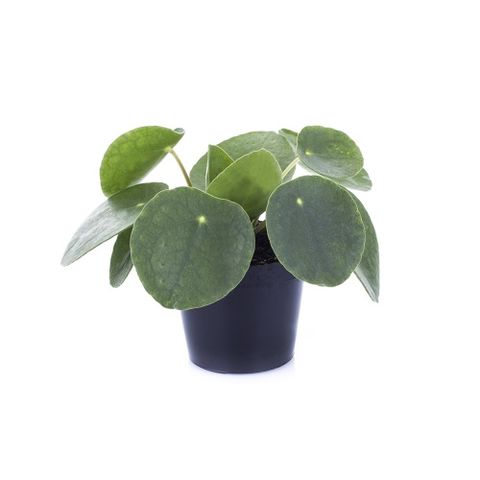 Pilea peperomioides