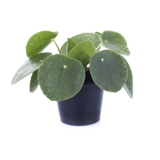 Pilea peperomioides