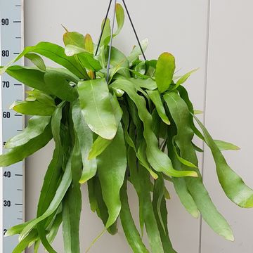 Epiphyllum pumilum