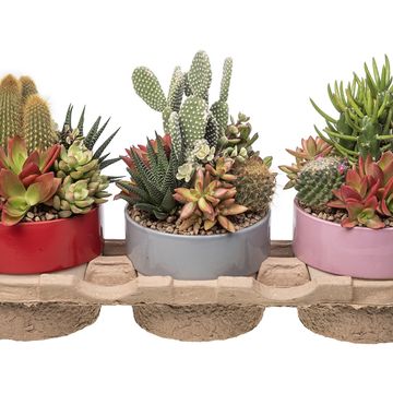 Järjestelyt Cactus / Succulent
