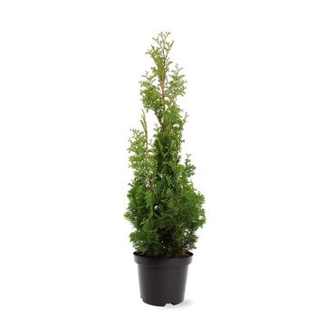 Thuja occidentalis 'Degroot's Spire'