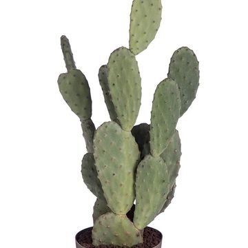 Opuntia tomentosa