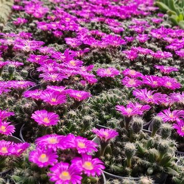 Trichodiadema densum