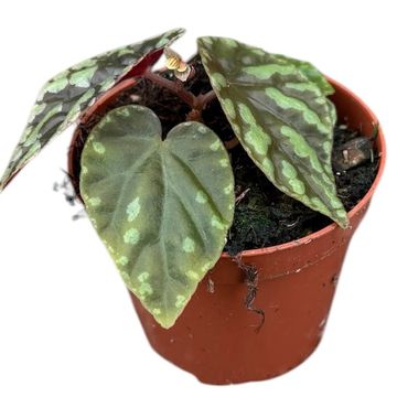 Phaseolus filiformis