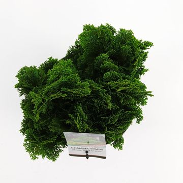 Chamaecyparis obtusa 'Nana Gracilis'