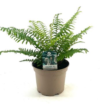 Polystichum munitum