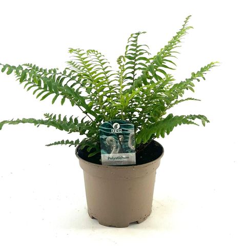 Polystichum munitum