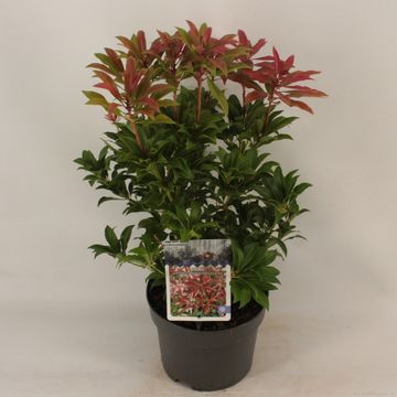 Pieris japonica 'Mountain Fire'