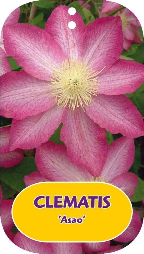 Clematis 'Asao' (EL)