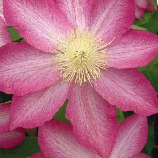 Clematis 'Asao' (EL)