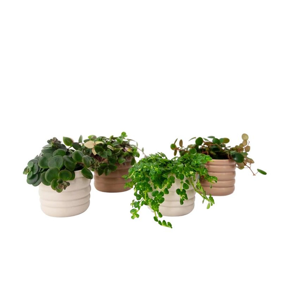 0mat_plant_attr Tomato Seeds - Determinate
