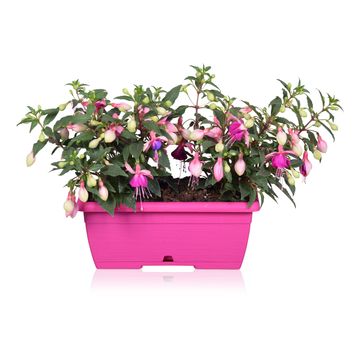Fuchsia BELLA MIX