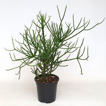 Euphorbia tirucalli