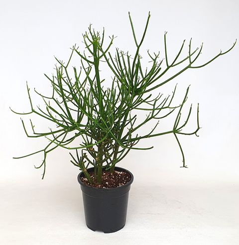 Euphorbia tirucalli