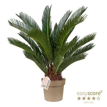 Cycas revoluta