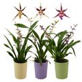 Oncidium TITANIUM TREASURE