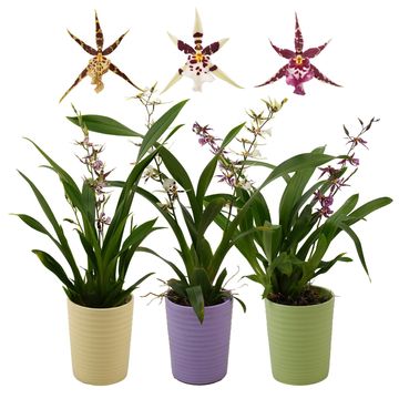 Oncidium TITANIUM TREASURE