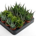 Aloe MIX
