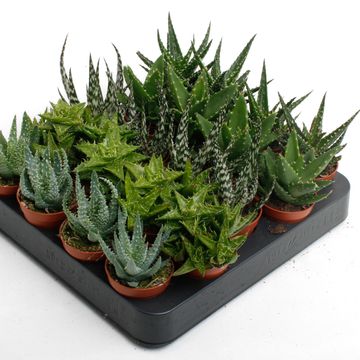 Aloe MIX