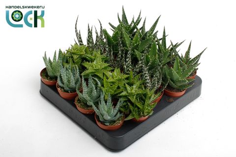 Aloe MIX